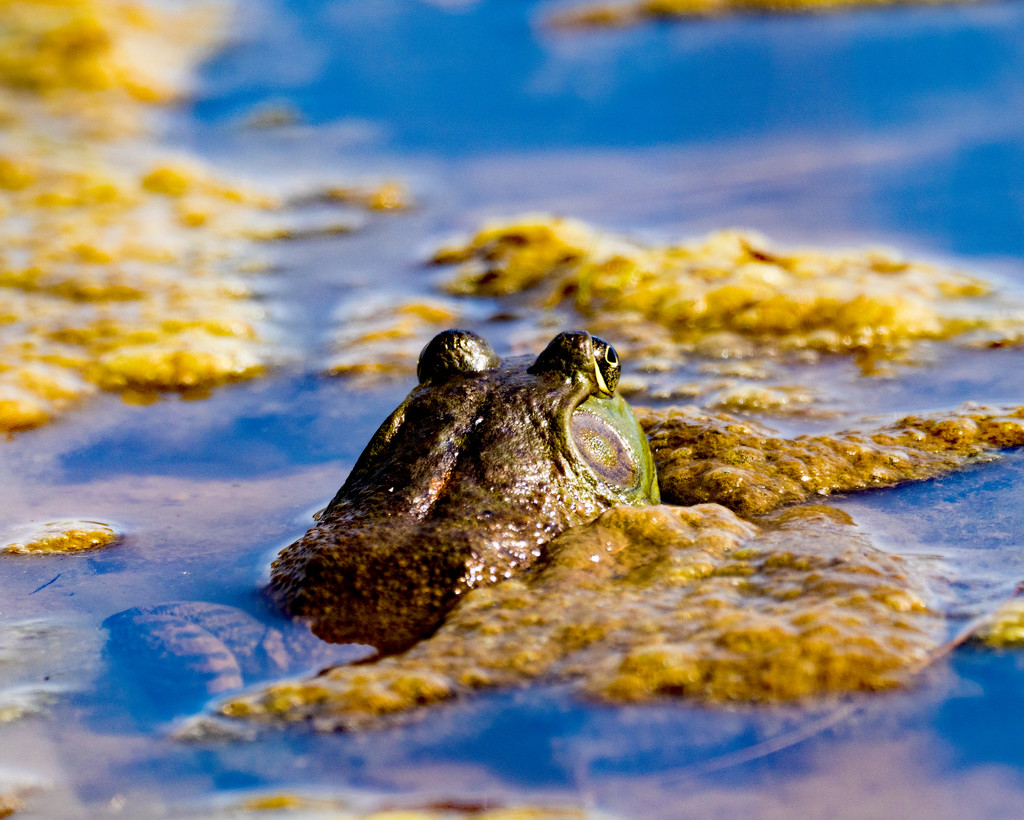 Bullfrog in algae blue water by rminer
