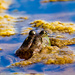 Bullfrog in algae blue water by rminer