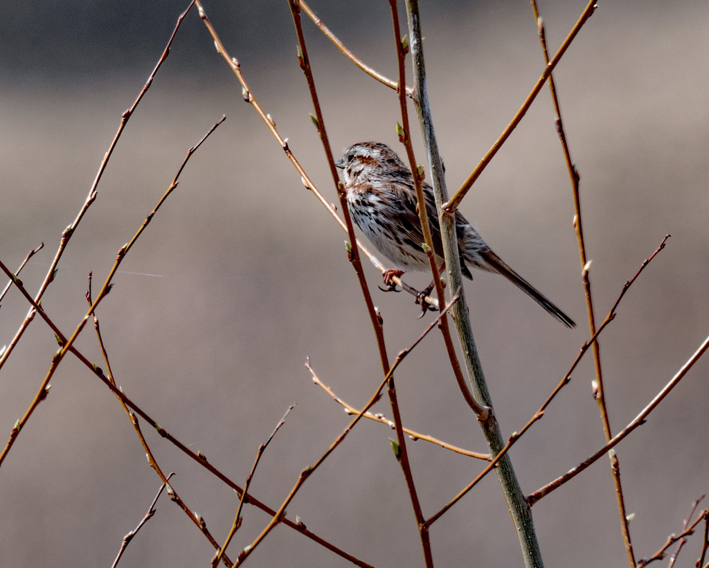 Sparrow in a budding Tree by rminer