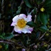 Camellia ~ by happysnaps
