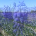 DSCN9377 blue flowers in the field by marijbar