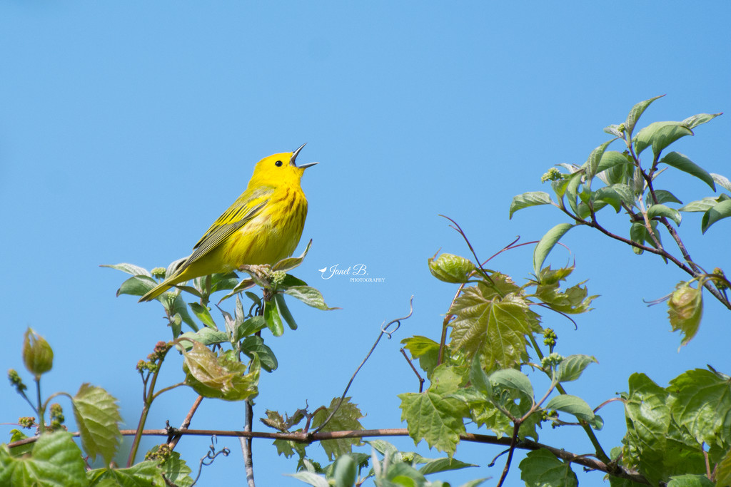 Yellow Warbler by janetb