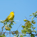 Yellow Warbler by janetb