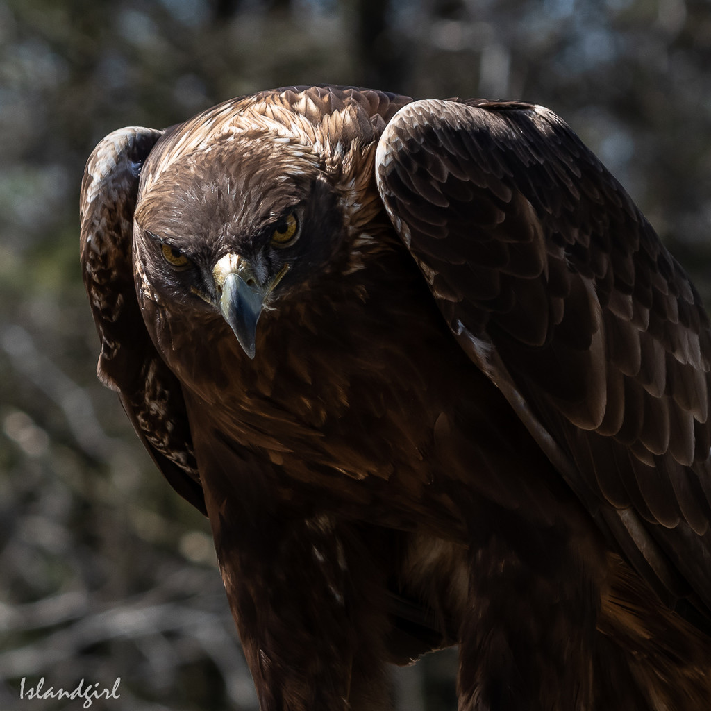 Golden Eagle by radiogirl