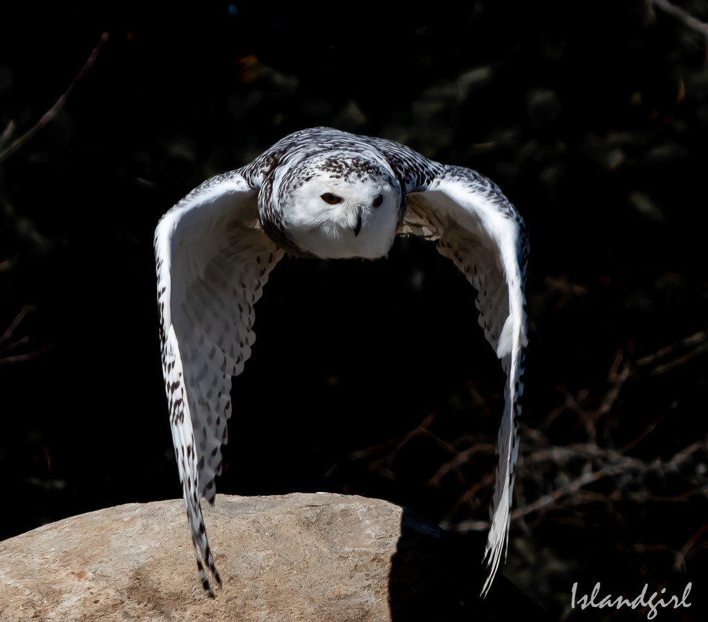 Snowy Owl in flight  by radiogirl