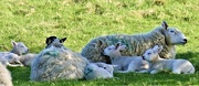 26th Apr 2018 - Tranquil Sheep Nursery