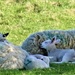 Tranquil Sheep Nursery by carole_sandford