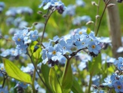 26th Apr 2018 - Forget-me-not