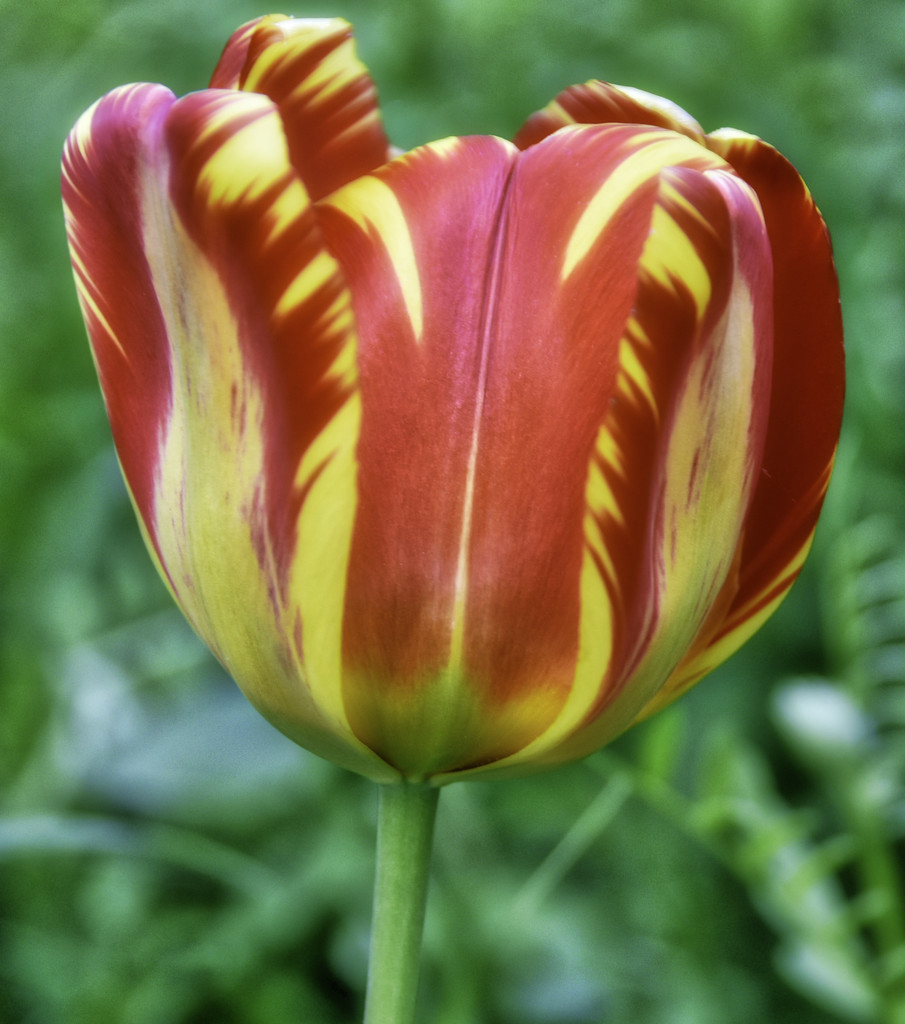 Tulip by joysfocus