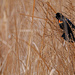 Red-Winged Blackbird  by tosee