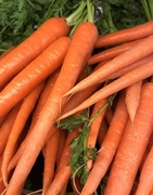 26th Apr 2018 - 24 Carrots