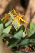 25th Apr 2018 - Trout Lily in Flower
