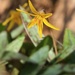 Trout Lily in Flower by juliedduncan