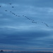 Cormorants Rising by selkie