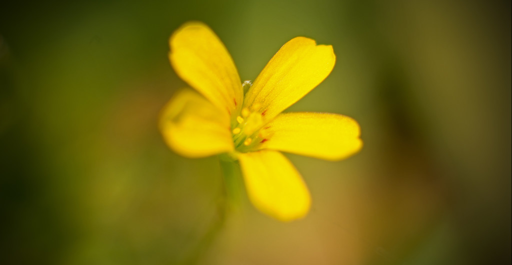 Yellow Flower, From Weed! by rickster549