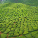 Cameron Valley Tea Plantation by ianjb21
