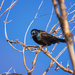 blackbird by aecasey