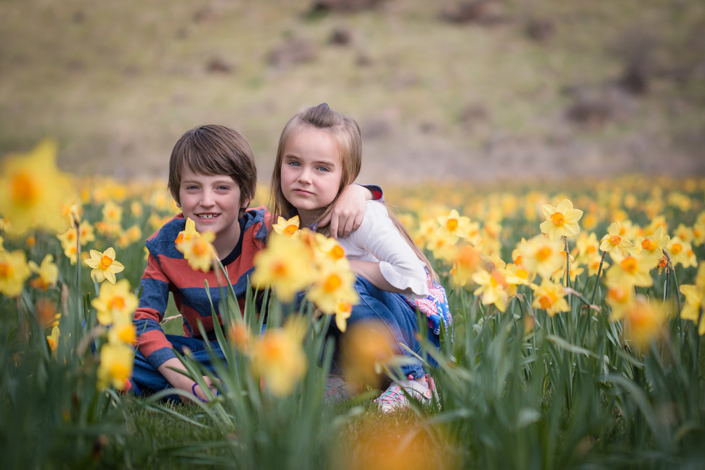 Daffodils  by tina_mac