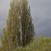 Poplar Trees by oldjosh