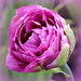 Purple Tulip. by wendyfrost