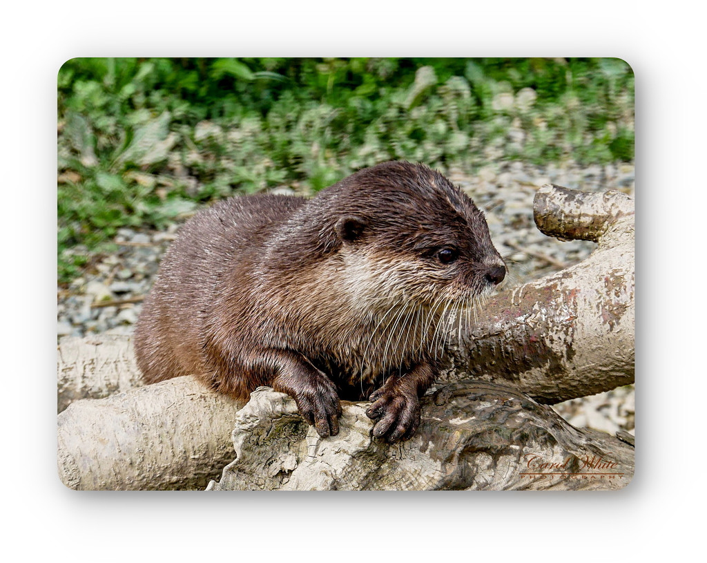 Otter,Conwy Water Park by carolmw