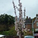 My flowering cherry  by beryl