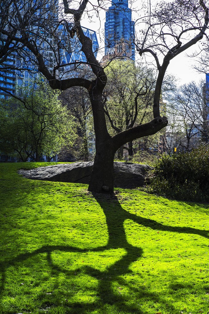 Goodbye Central Park (for now) by domenicododaro