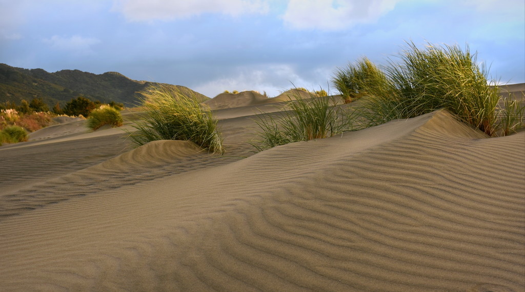 Dunes by nickspicsnz