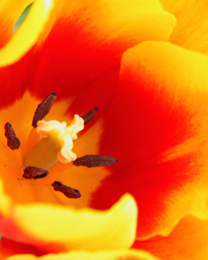 April 27:Yellow Orange Tulip by daisymiller
