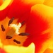 April 27:Yellow Orange Tulip by daisymiller