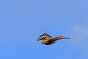 27th Apr 2018 - Red Kite-calling