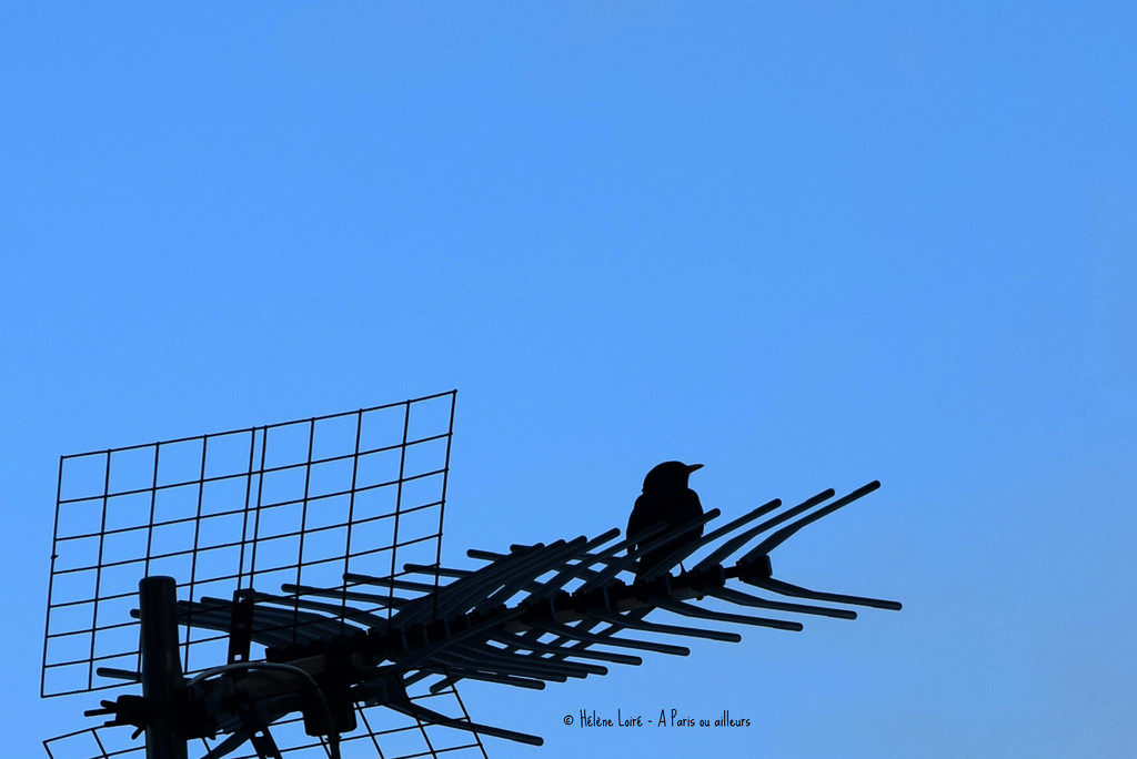 blackbird  by parisouailleurs