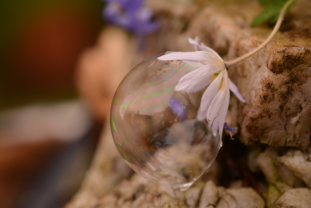Flower, rock, bubble...... by ziggy77