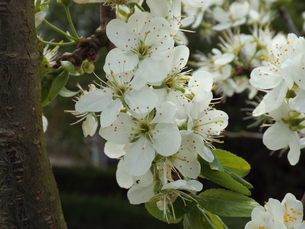 Pear blossom by suzanne234