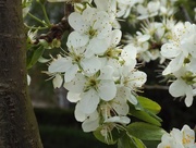 27th Apr 2018 - Pear blossom