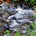 Swan Creek  by stownsend
