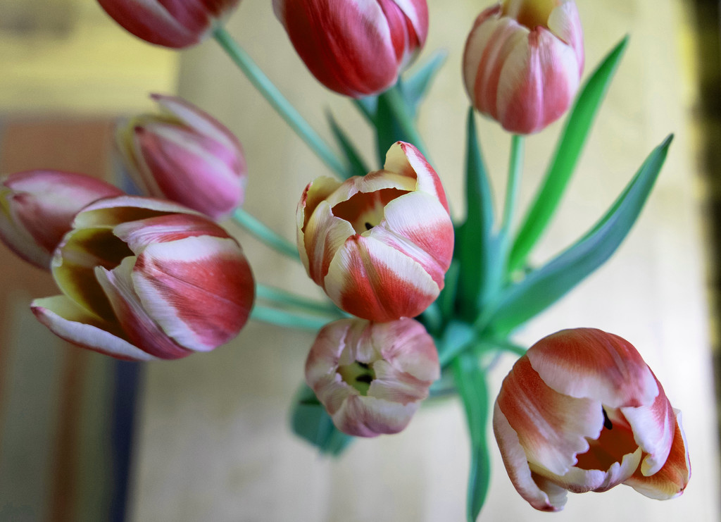 Tulips by frequentframes