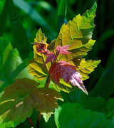 27th Apr 2018 - New maples leaves -- Our native maple is the red or swamp maple and it is beautiful each Spring