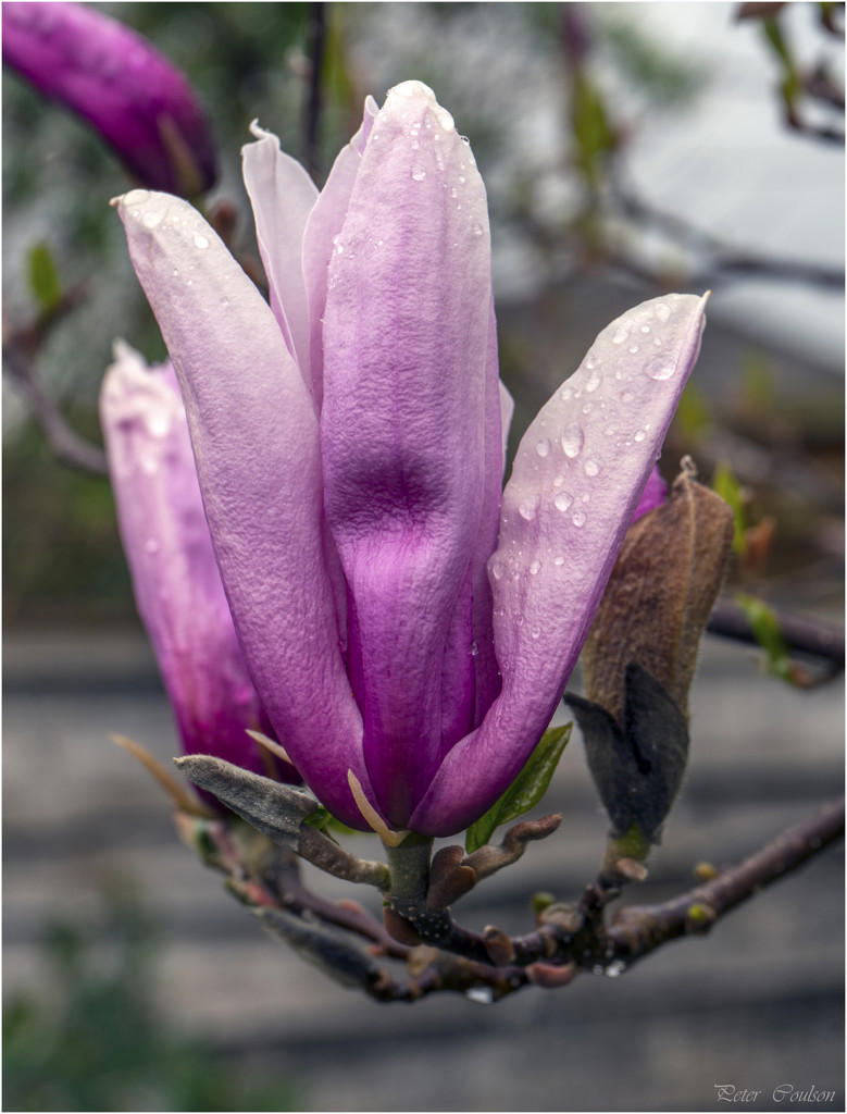 Wet Magnolia  by pcoulson