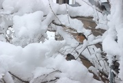 15th Apr 2018 - Robins In Snow