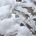Robins In Snow by bjchipman