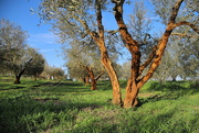15th Apr 2018 - Red olive trees