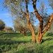 Red olive trees by spectrum