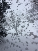 15th Apr 2018 - Blizzard Through The Window