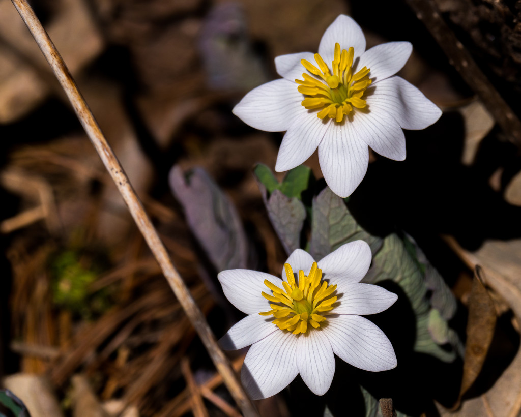 Bloodroot Duo Landscape by rminer