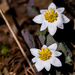 Bloodroot Duo Landscape by rminer