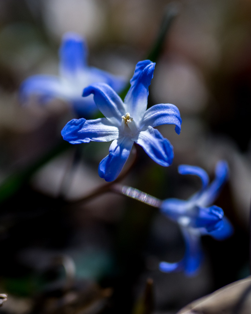 Blue-eyed-grass by rminer