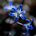 Blue-eyed-grass by rminer
