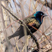 Common Grackle by rminer