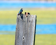 27th Apr 2018 - Swallow on a post